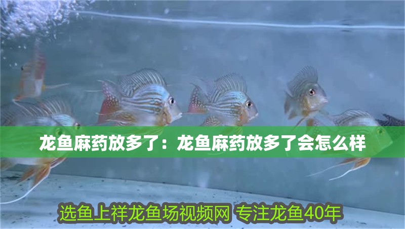龍魚麻藥放多了：龍魚麻藥放多了會怎么樣