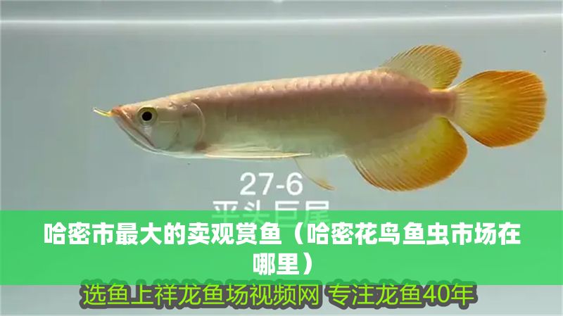哈密市最大的賣觀賞魚（哈密花鳥魚蟲市場(chǎng)在哪里）