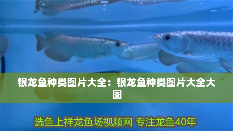 銀龍魚種類圖片大全：銀龍魚種類圖片大全大圖