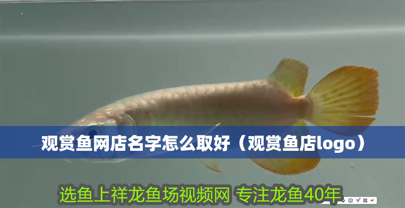 觀賞魚網店名字怎么取好（觀賞魚店logo）