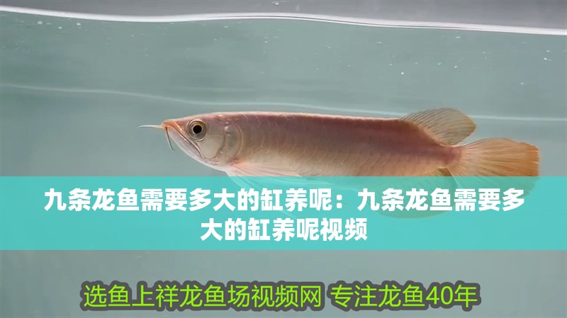 九條龍魚需要多大的缸養呢：九條龍魚需要多大的缸養呢視頻