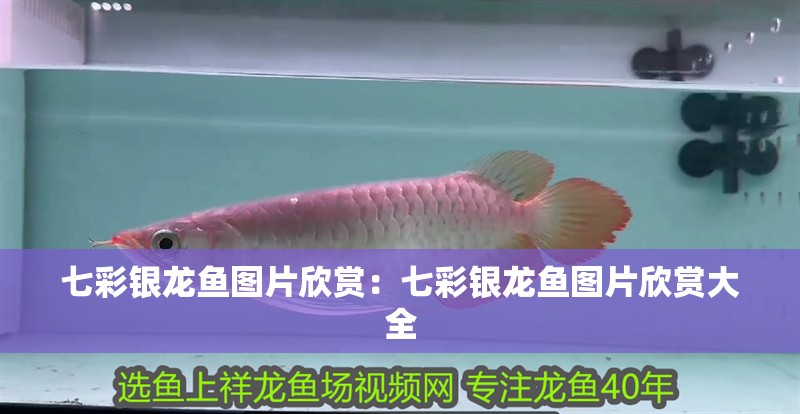 七彩銀龍魚圖片欣賞：七彩銀龍魚圖片欣賞大全
