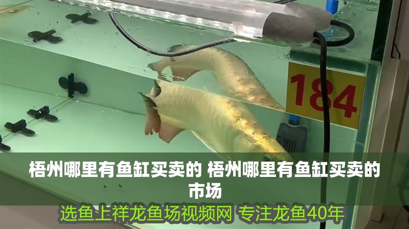 梧州哪里有魚缸買賣的 梧州哪里有魚缸買賣的市場