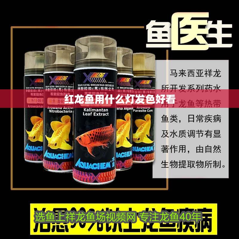 紅龍魚用什么燈發(fā)色好看