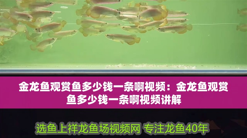 金龍魚觀賞魚多少錢一條啊視頻：金龍魚觀賞魚多少錢一條啊視頻講解