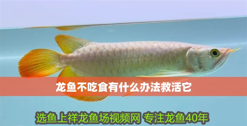 龍魚不吃食有什么辦法救活它