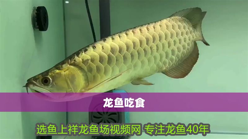 龍魚吃食