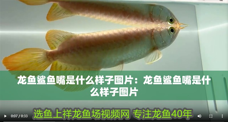 龍魚鯊魚嘴是什么樣子圖片：龍魚鯊魚嘴是什么樣子圖片