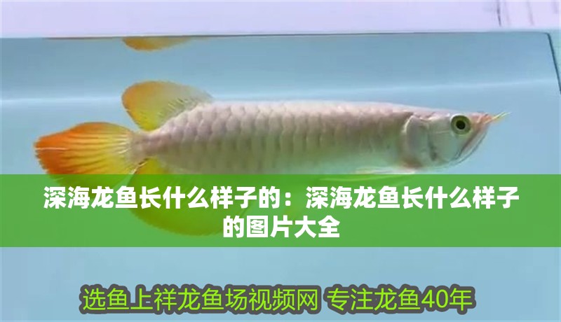 深海龍魚長什么樣子的：深海龍魚長什么樣子的圖片大全
