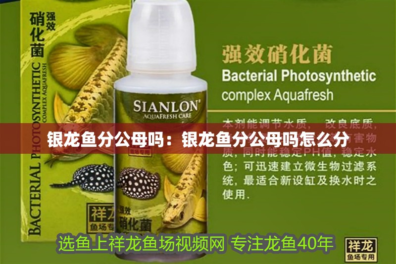 銀龍魚分公母嗎：銀龍魚分公母嗎怎么分