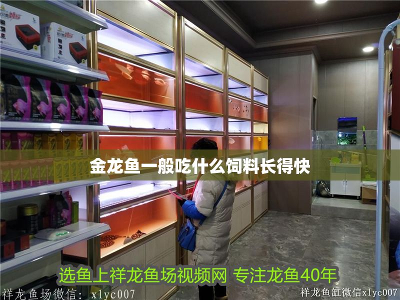 金龍魚一般吃什么飼料長得快 金龍魚一般吃什么飼料長得快 龍魚百科 第2張
