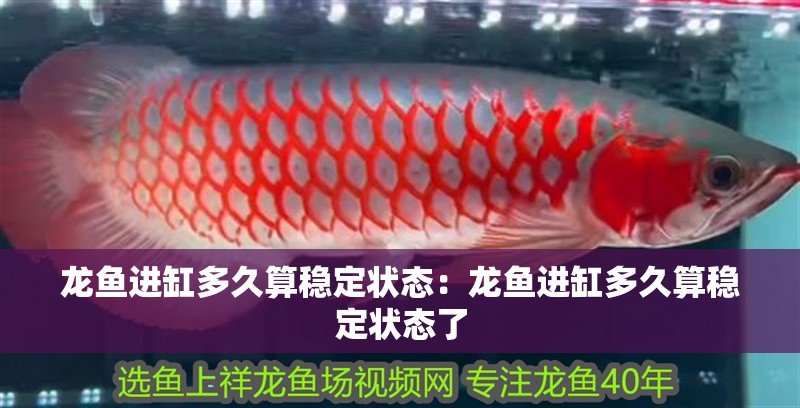 龍魚進缸多久算穩(wěn)定狀態(tài)：龍魚進缸多久算穩(wěn)定狀態(tài)了