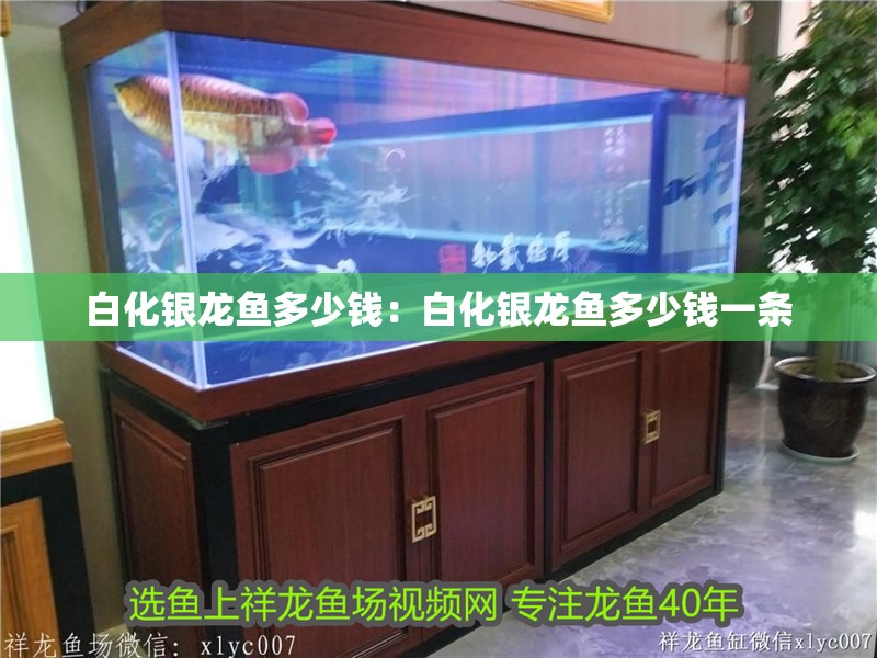 白化銀龍魚多少錢：白化銀龍魚多少錢一條