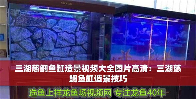 三湖慈鯛魚缸造景視頻大全圖片高清：三湖慈鯛魚缸造景技巧