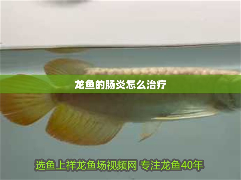 龍魚(yú)的腸炎怎么治療