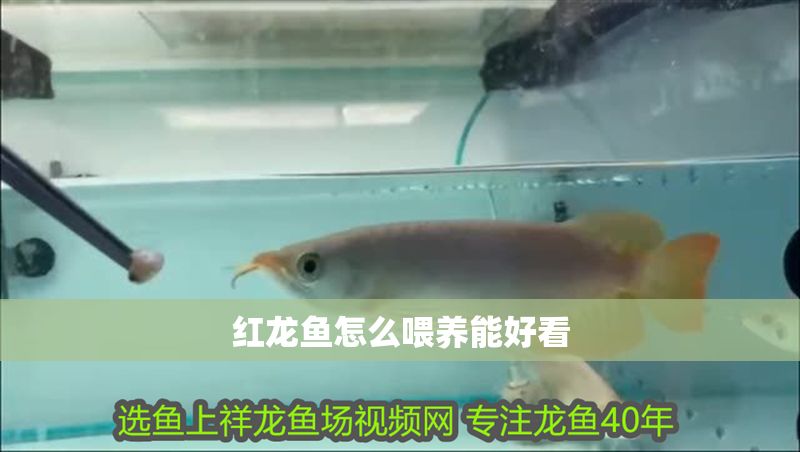 紅龍魚怎么喂養(yǎng)能好看
