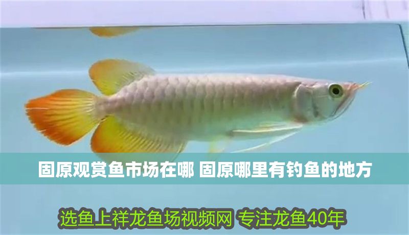 固原觀賞魚市場在哪 固原哪里有釣魚的地方
