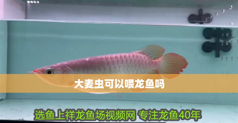 大麥蟲(chóng)可以喂龍魚(yú)嗎