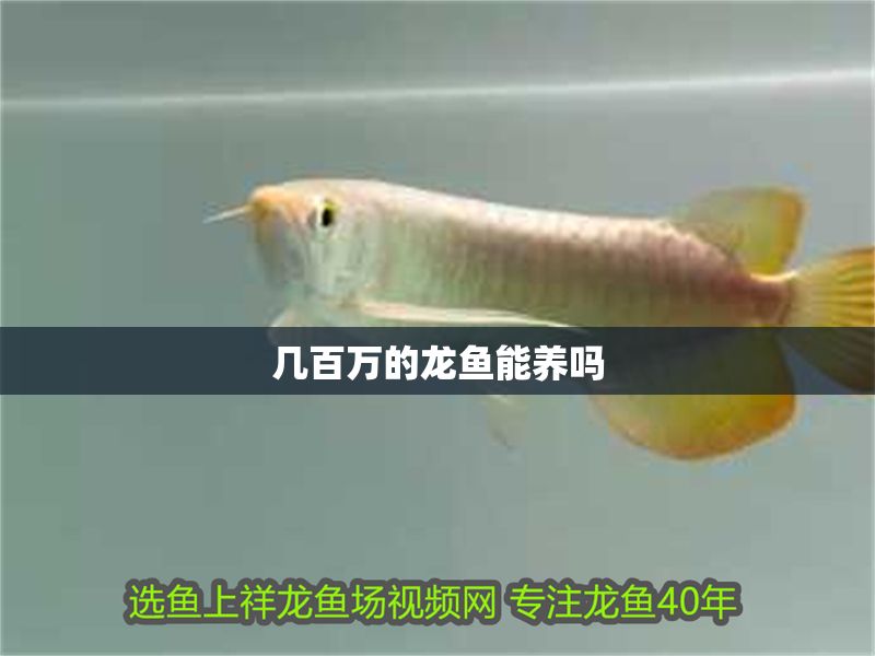 幾百萬的龍魚能養嗎