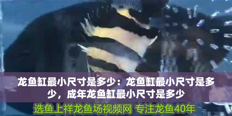 龍魚缸最小尺寸是多少：龍魚缸最小尺寸是多少，成年龍魚缸最小尺寸是多少