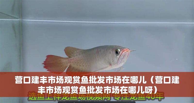 營口建豐市場觀賞魚批發市場在哪兒（營口建豐市場觀賞魚批發市場在哪兒呀）