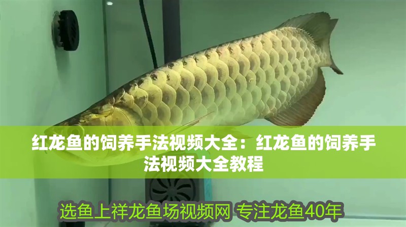 紅龍魚的飼養(yǎng)手法視頻大全：紅龍魚的飼養(yǎng)手法視頻大全教程