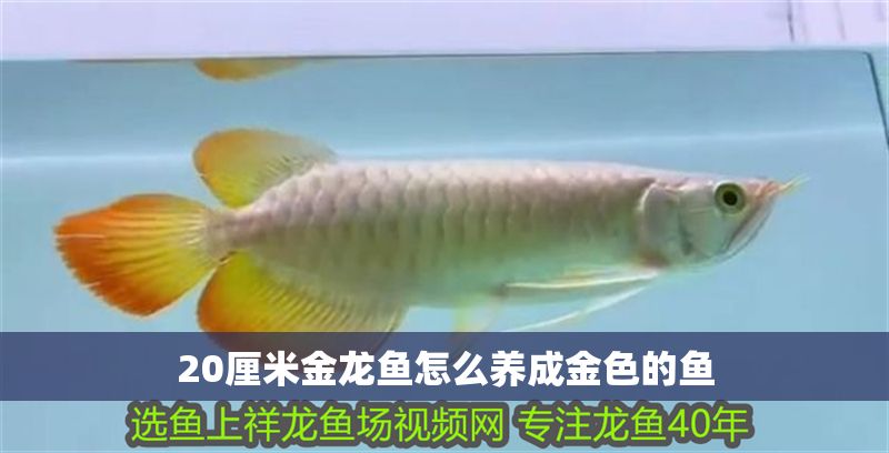 20厘米金龍魚怎么養(yǎng)成金色的魚