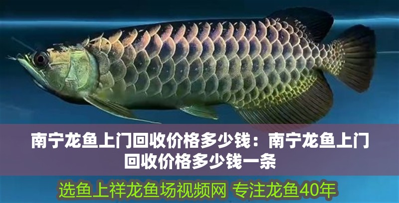 南寧龍魚(yú)上門(mén)回收價(jià)格多少錢(qián):南寧龍魚(yú)上門(mén)回收價(jià)格多少錢(qián)一條