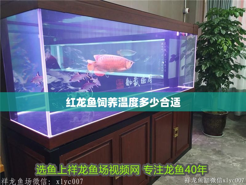 紅龍魚飼養溫度多少合適