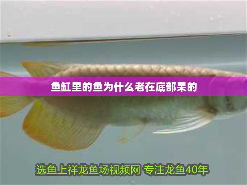魚缸里的魚為什么老在底部呆的