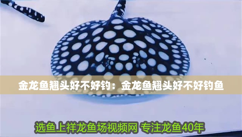 金龍魚翹頭好不好釣:金龍魚翹頭好不好釣魚 水族問答 金龍魚翹頭好不好釣:金龍魚翹頭好不好釣魚 金龍魚翹頭好不好釣:金龍魚翹頭好不好釣魚 水族問答