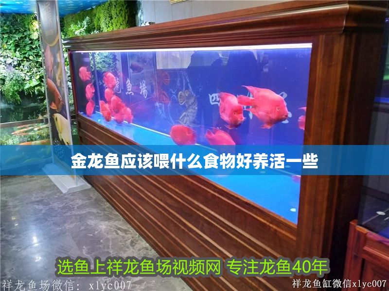 金龍魚應該喂什么食物好養活一些