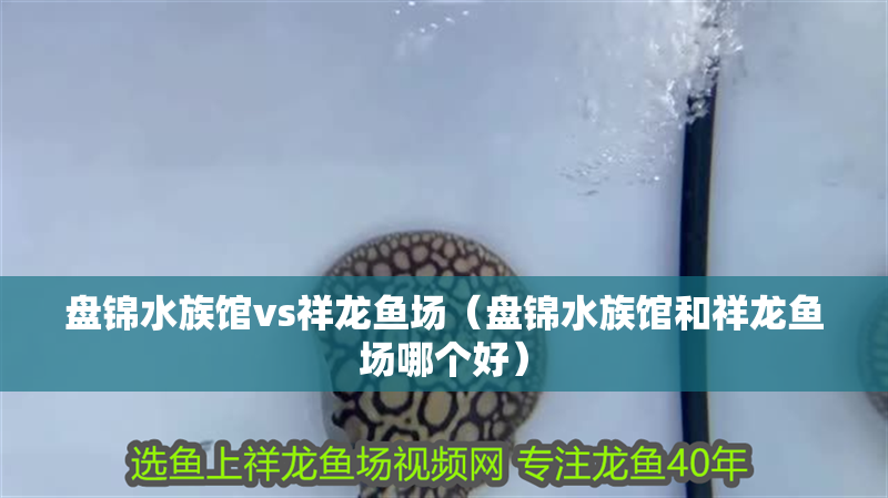 盤錦水族館vs祥龍魚場（盤錦水族館和祥龍魚場哪個好）