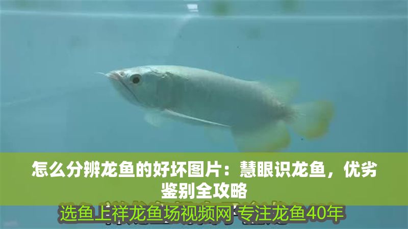 怎么分辨龍魚的好壞圖片：慧眼識龍魚，優劣鑒別全攻略