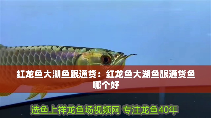 紅龍魚大湖魚跟通貨：紅龍魚大湖魚跟通貨魚哪個好