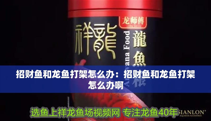 招財魚和龍魚打架怎么辦：招財魚和龍魚打架怎么辦啊