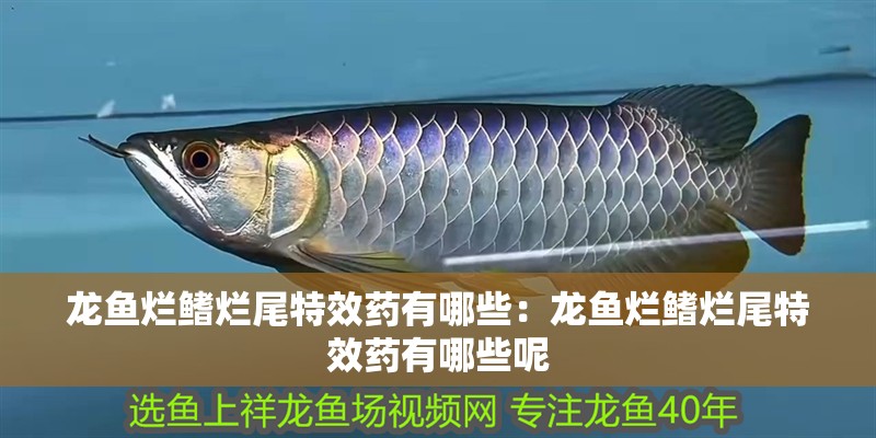 龍魚爛鰭爛尾特效藥有哪些：龍魚爛鰭爛尾特效藥有哪些呢