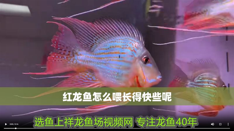 紅龍魚怎么喂長得快些呢 龍魚百科 第1張 紅龍魚怎么喂長得快些呢 紅龍魚怎么喂長得快些呢 龍魚百科 第1張
