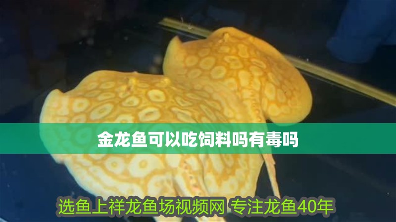 金龍魚可以吃飼料嗎有毒嗎