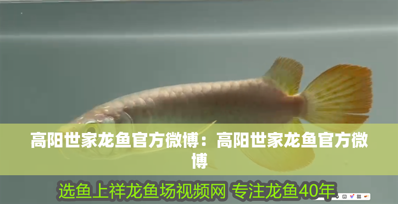 高陽世家龍魚官方微博：高陽世家龍魚官方微博