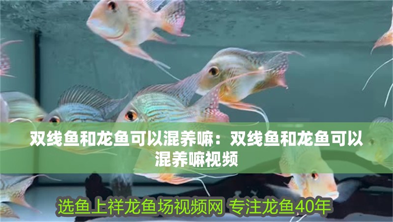 雙線魚和龍魚可以混養嘛：雙線魚和龍魚可以混養嘛視頻