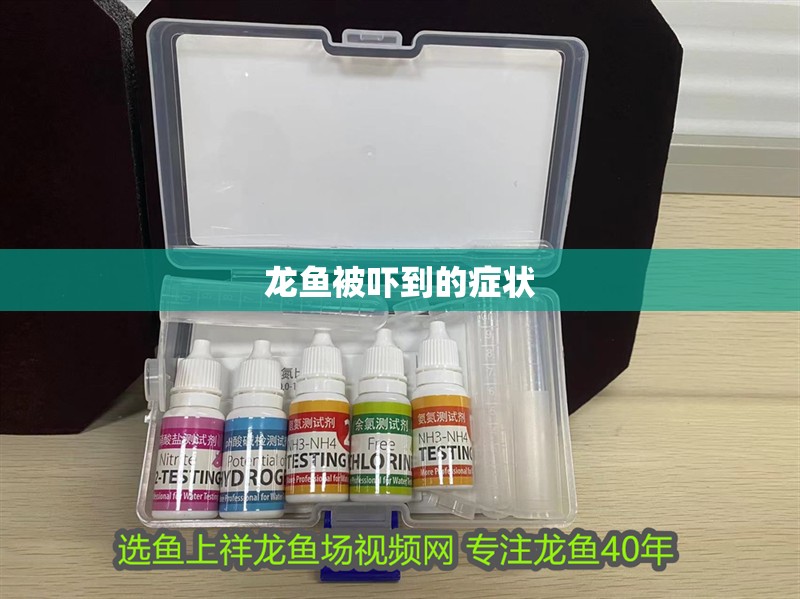 龍魚被嚇到的癥狀