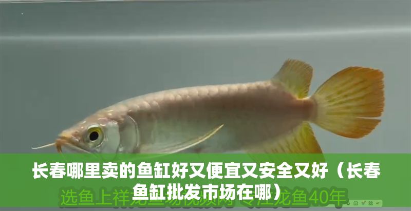長(zhǎng)春哪里賣的魚缸好又便宜又安全又好（長(zhǎng)春魚缸批發(fā)市場(chǎng)在哪）