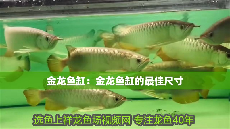 金龍魚缸：金龍魚缸的最佳尺寸