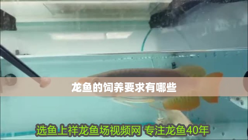 龍魚的飼養要求有哪些