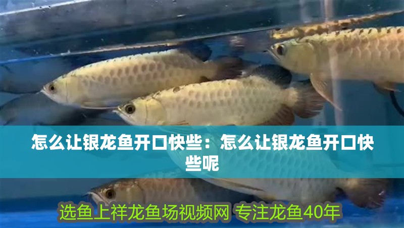 怎么讓銀龍魚開口快些：怎么讓銀龍魚開口快些呢