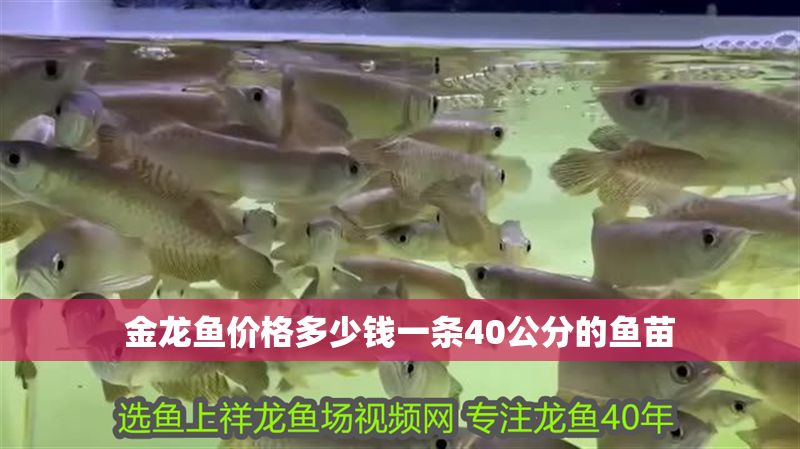 金龍魚價格多少錢一條40公分的魚苗