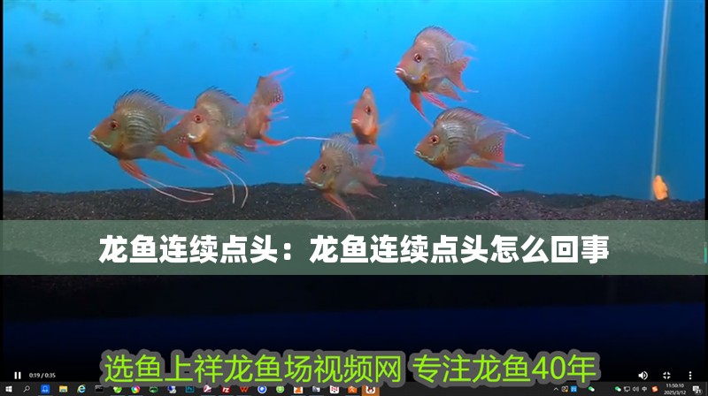 龍魚連續點頭：龍魚連續點頭怎么回事