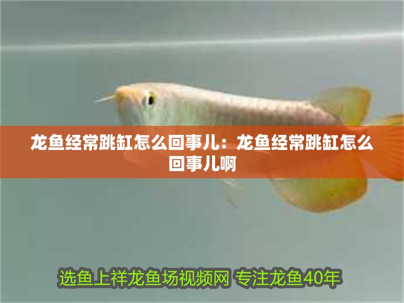 龍魚經(jīng)常跳缸怎么回事兒：龍魚經(jīng)常跳缸怎么回事兒啊