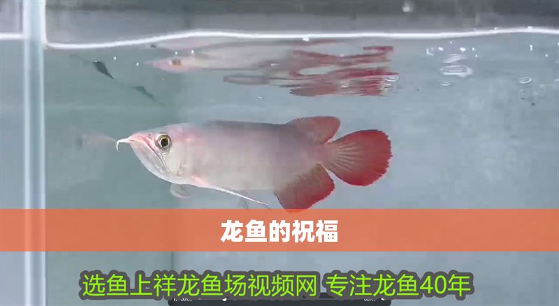 龍魚的祝福